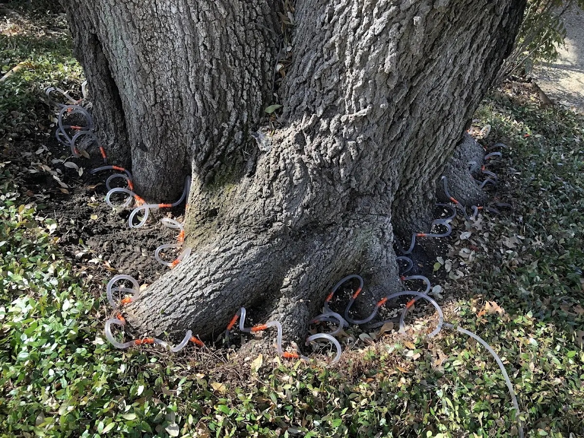 Detailed Tree Cabling and Bracing job site in Owings Mills