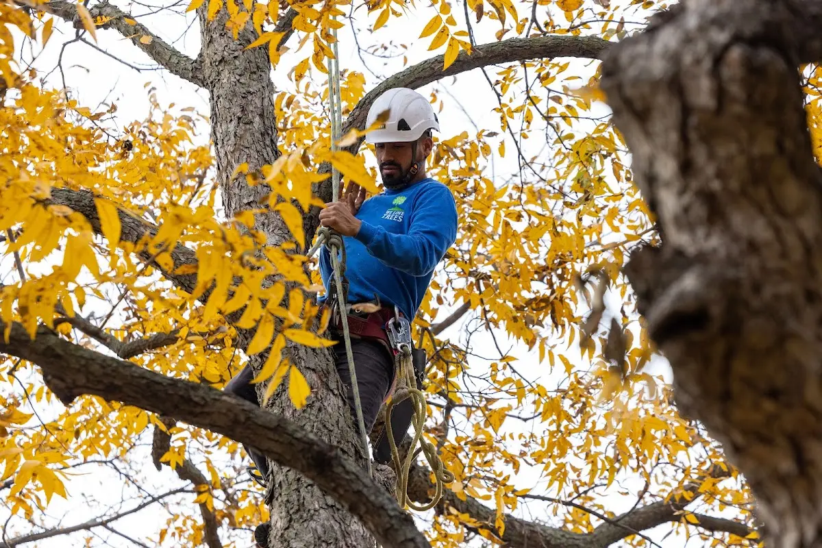 Skilled Tree Pruning crew working in Owings Mills